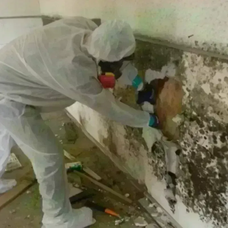 Mold Remediation and Removal in Spring Green, WI